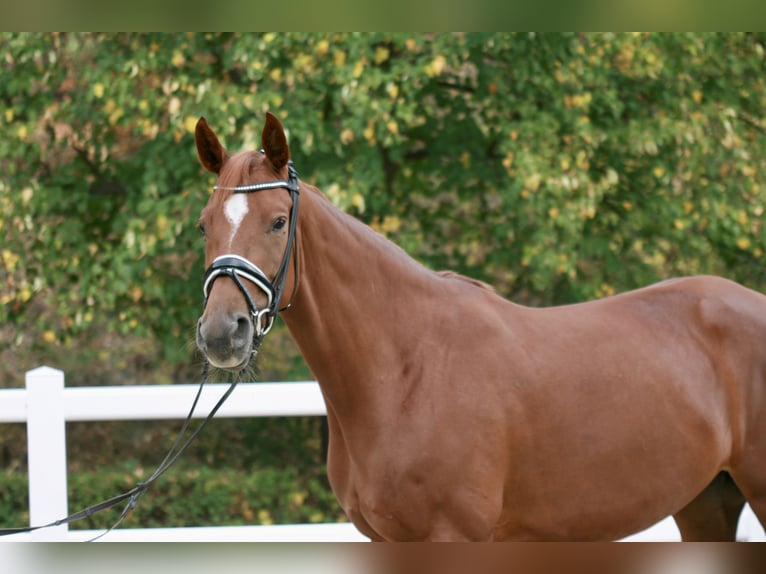 Hanoverian Mare 4 years 16 hh Chestnut-Red in Chüden