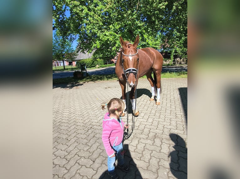 Hanoverian Mare 4 years 16 hh Chestnut-Red in Fredenbeck