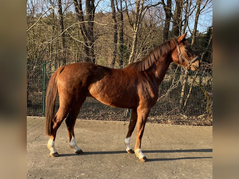 Hanoverian Mare 4 years 16 hh Chestnut-Red in Verl