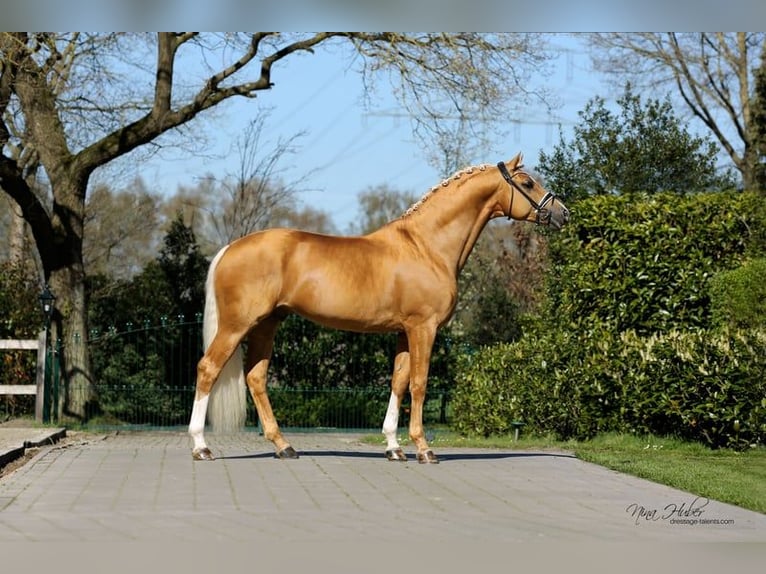 Hanoverian Mare 4 years 16 hh Chestnut-Red in Montpellier