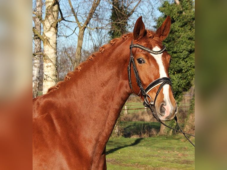Hanoverian Mare 4 years 16 hh Chestnut-Red in Selsingen