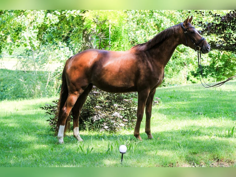 Hanoverian Mare 4 years 16 hh Chestnut-Red in Kefferhausen