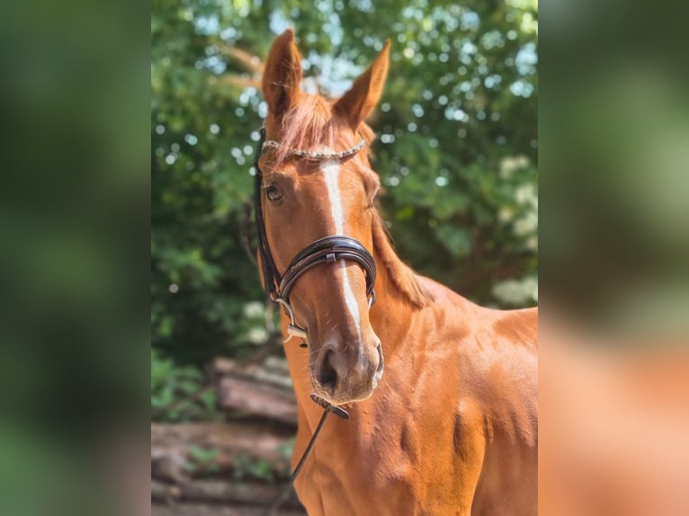 Hanoverian Mare 4 years 16 hh Chestnut-Red in Belum