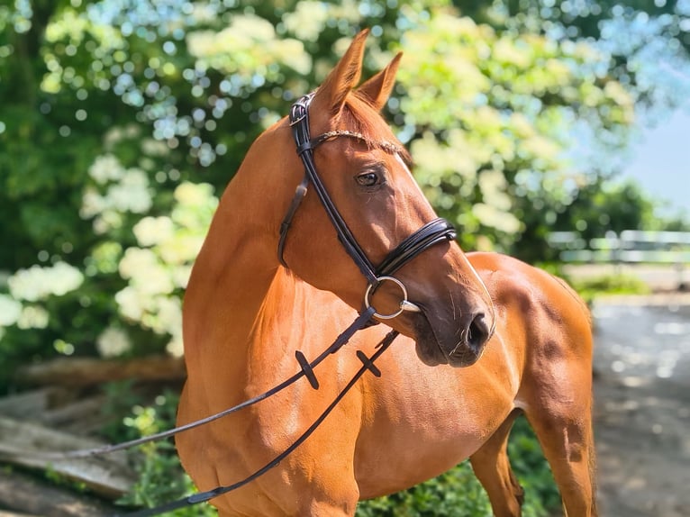 Hanoverian Mare 4 years 16 hh Chestnut-Red in Belum