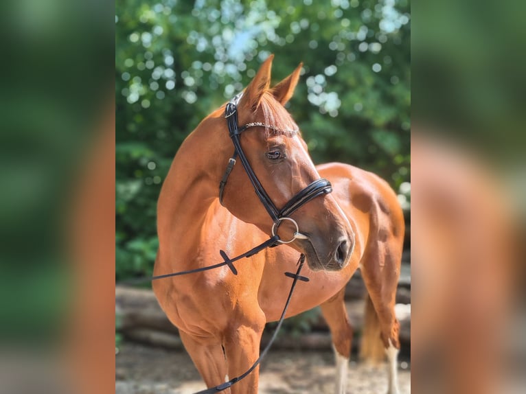 Hanoverian Mare 4 years 16 hh Chestnut-Red in Belum
