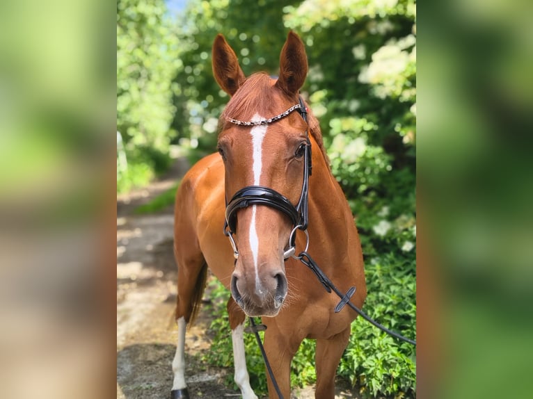Hanoverian Mare 4 years 16 hh Chestnut-Red in Belum