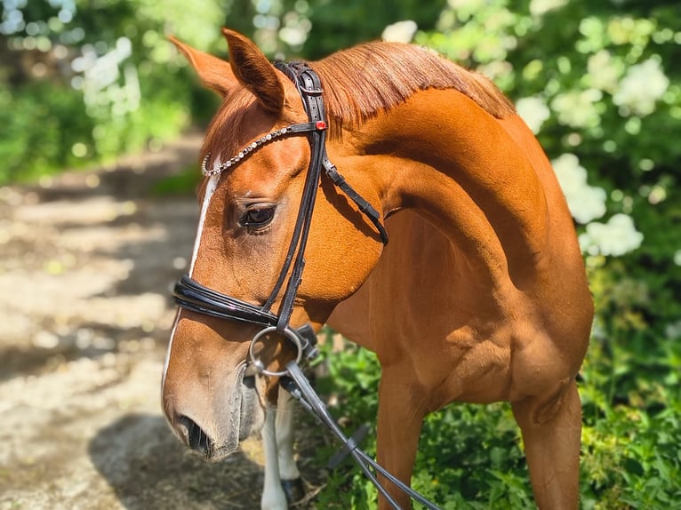 Hanoverian Mare 4 years 16 hh Chestnut-Red in Belum
