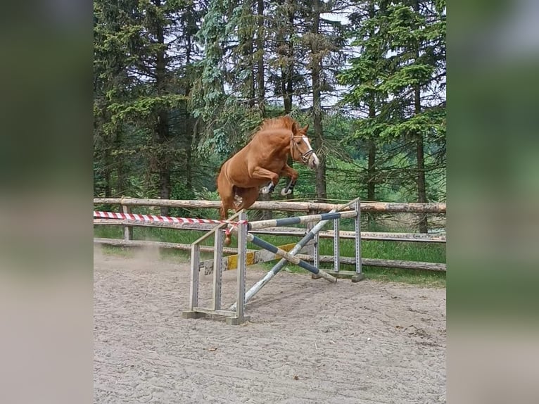 Hanoverian Mare 4 years 16 hh Chestnut-Red in Hechthausen