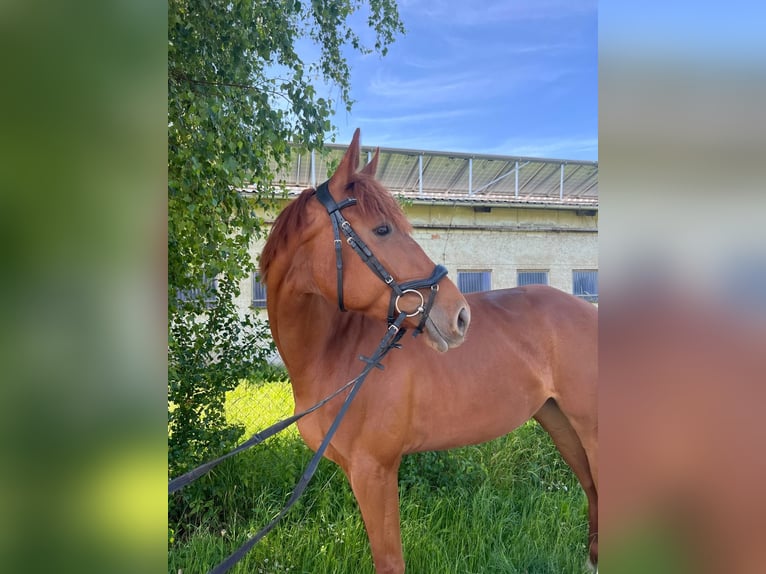 Hanoverian Mare 4 years 16 hh Chestnut-Red in Welbsleben