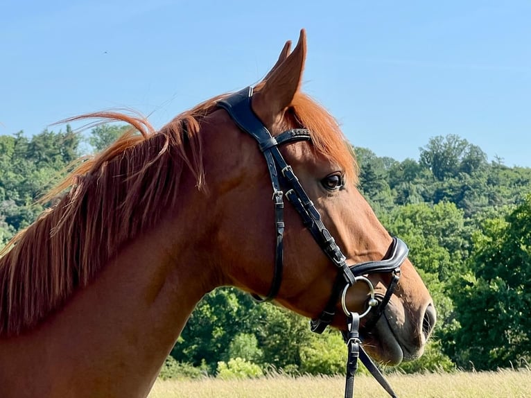 Hanoverian Mare 4 years 16 hh Chestnut-Red in Welbsleben