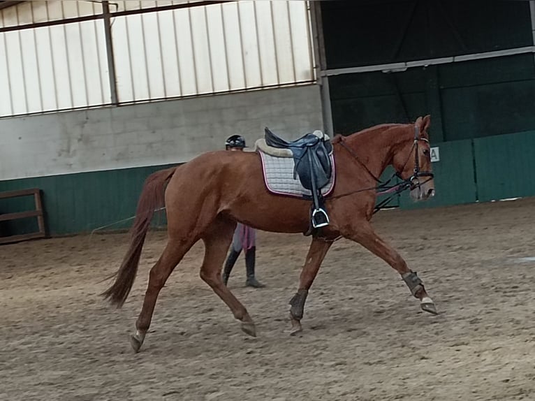 Hanoverian Mare 4 years 16 hh Chestnut-Red in Mellinghausen