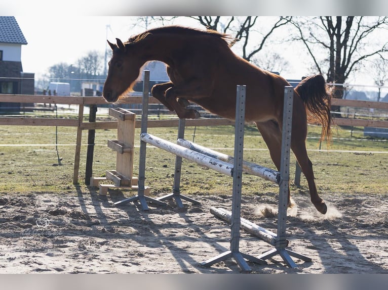 Hanoverian Mare 4 years 16 hh Chestnut in Esterwegen