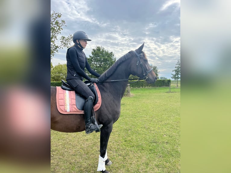 Hanoverian Mare 4 years 16 hh  in Schellerten