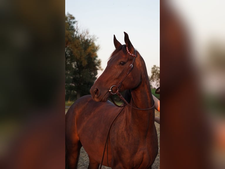 Hanoverian Mare 4 years 16 hh  in Schellerten