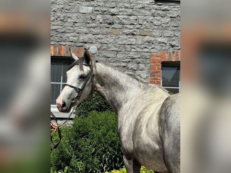 Hanoverian Mare 4 years 16 hh Gray-Blue-Tan in Aachen