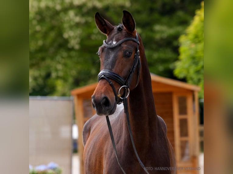 Hanoverian Mare 4 years 16 hh Gray in Verden