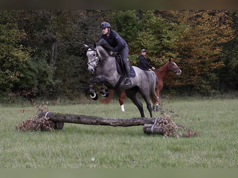 Hanoverian Mare 4 years 16 hh Gray-Fleabitten in Üxheim