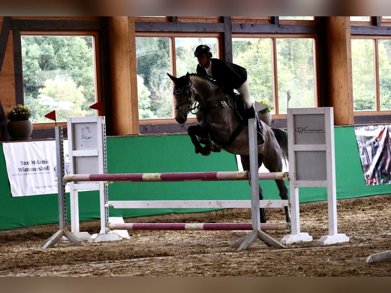 Hanoverian Mare 4 years 16 hh Gray-Fleabitten in Üxheim