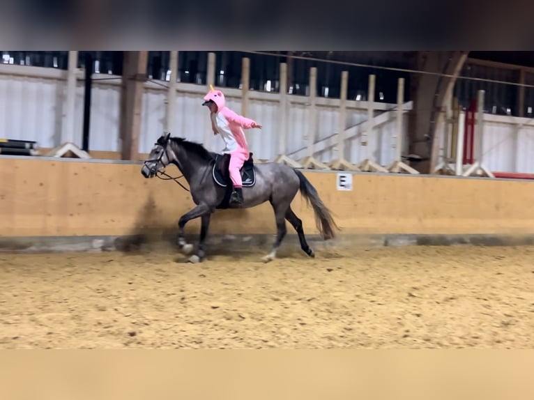 Hanoverian Mare 4 years 16 hh Gray-Fleabitten in Üxheim