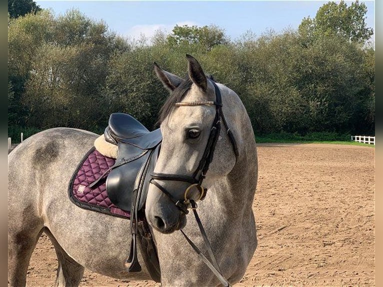 Hanoverian Mare 4 years 16 hh Gray in Verden (Aller)