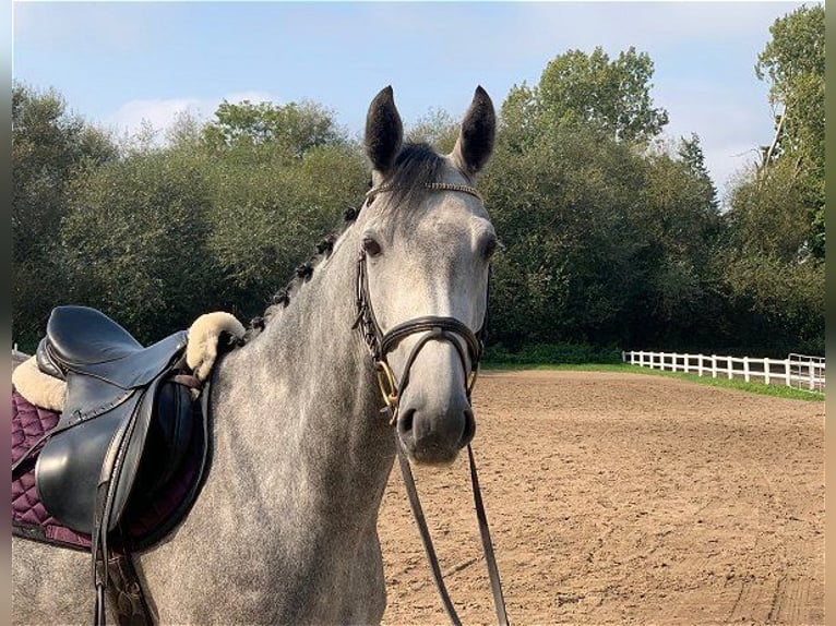 Hanoverian Mare 4 years 16 hh Gray in Verden (Aller)