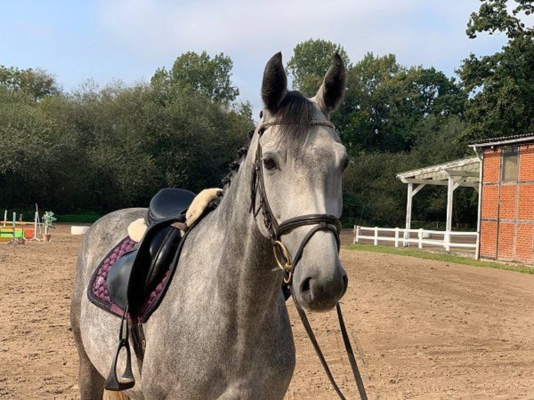 Hanoverian Mare 4 years 16 hh Gray in Verden (Aller)