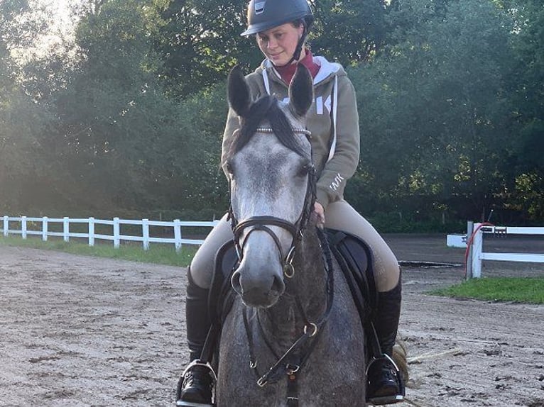 Hanoverian Mare 4 years 16 hh Gray in Verden (Aller)