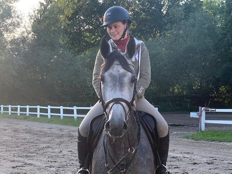 Hanoverian Mare 4 years 16 hh Gray in Verden (Aller)