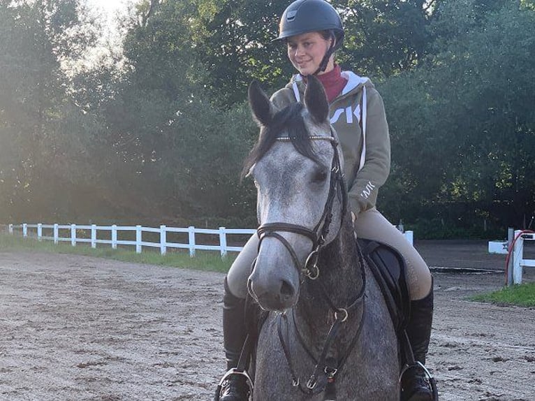 Hanoverian Mare 4 years 16 hh Gray in Verden (Aller)