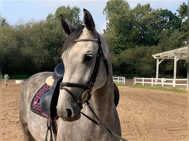 Hanoverian Mare 4 years 16 hh Gray in Verden (Aller)