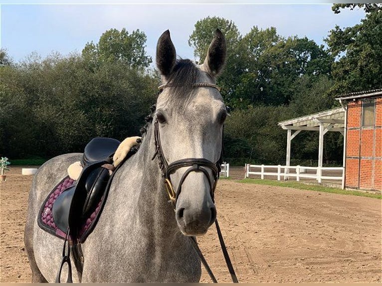 Hanoverian Mare 4 years 16 hh Gray in Verden (Aller)