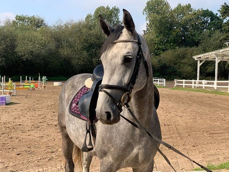 Hanoverian Mare 4 years 16 hh Gray in Verden (Aller)