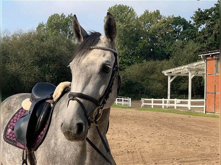 Hanoverian Mare 4 years 16 hh Gray in Verden (Aller)