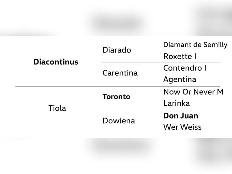 Hanoverian Mare 4 years 16 hh Grey in Dannenberg (Elbe)