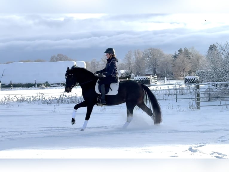Hanoverian Mare 4 years 16 hh Smoky-Black in Langwedel