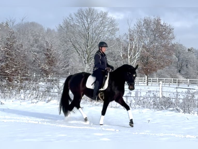 Hanoverian Mare 4 years 16 hh Smoky-Black in Langwedel