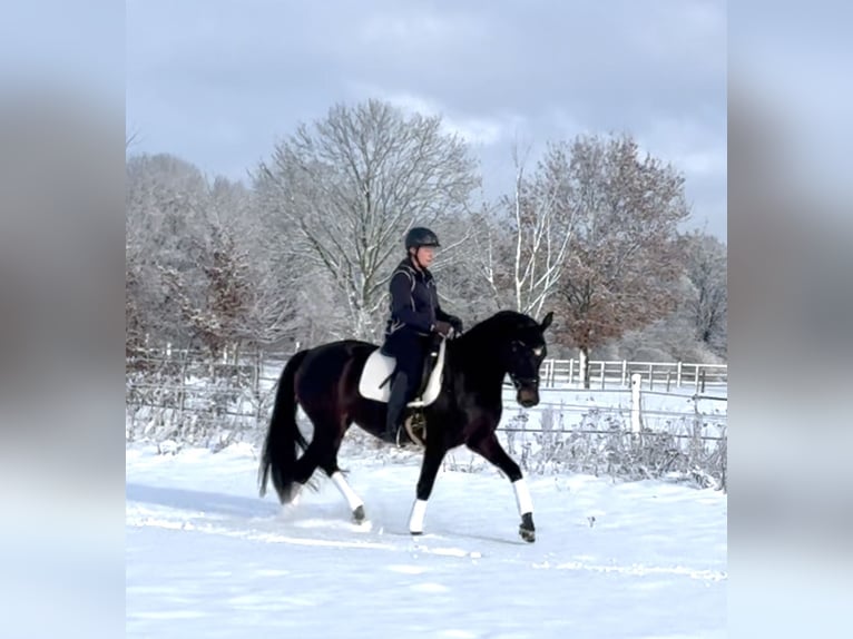 Hanoverian Mare 4 years 16 hh Smoky-Black in Langwedel