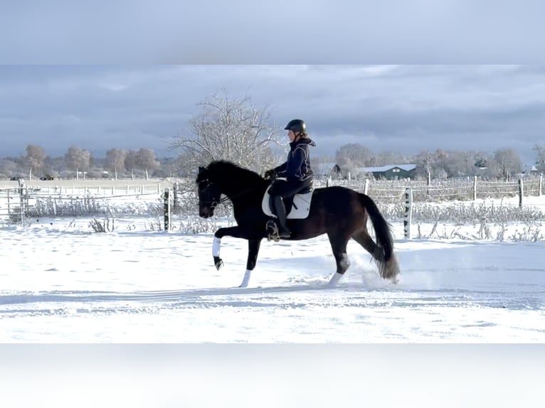 Hanoverian Mare 4 years 16 hh Smoky-Black in Langwedel