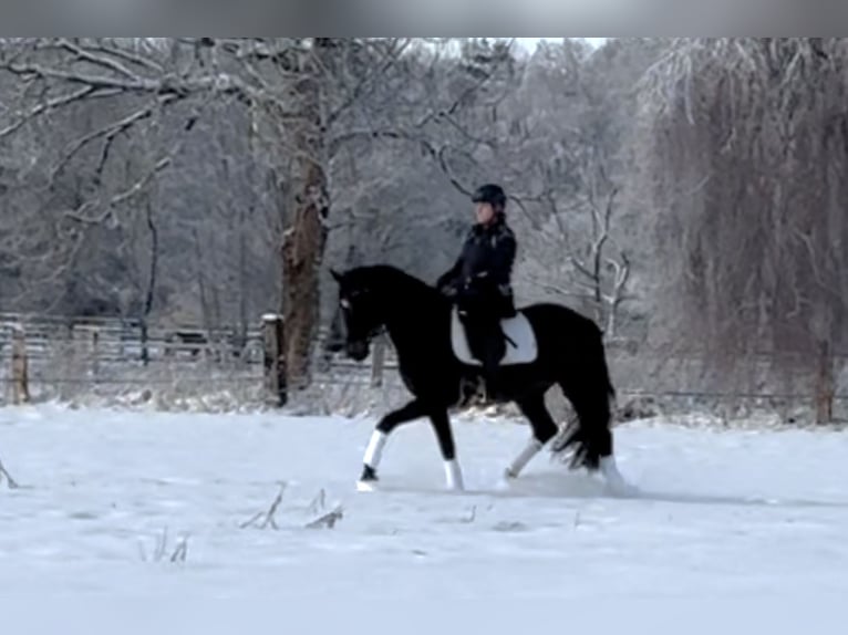 Hanoverian Mare 4 years 16 hh Smoky-Black in Langwedel