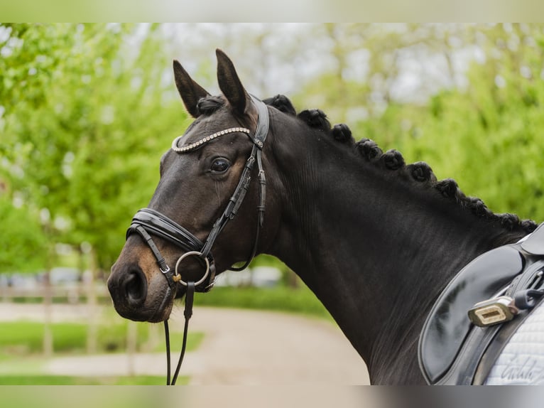 Hanoverian Mare 4 years 16 hh Smoky-Black in Stahnsdorf