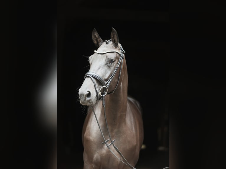 Hanoverian Mare 4 years 16 hh Smoky-Black in Landesbergen