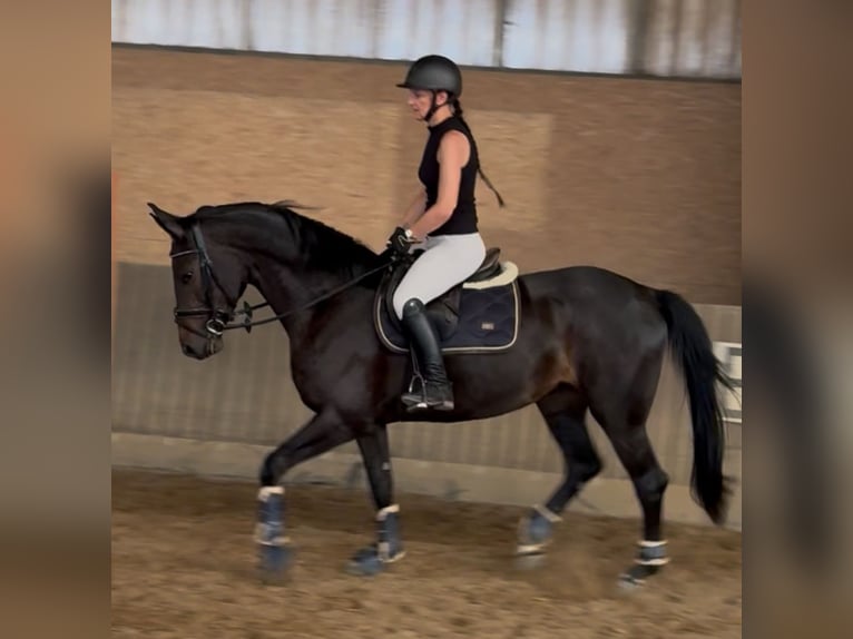 Hanoverian Mare 4 years 16 hh Smoky-Black in Quedlinburg