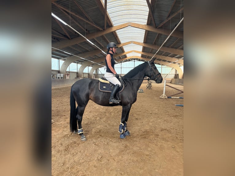 Hanoverian Mare 4 years 16 hh Smoky-Black in Quedlinburg