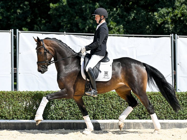 Hanoverian Mare 4 years 16,1 hh Bay-Dark in Bad Bevensen