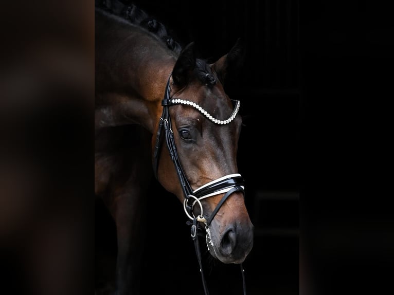 Hanoverian Mare 4 years 16,1 hh Bay-Dark in Goch
