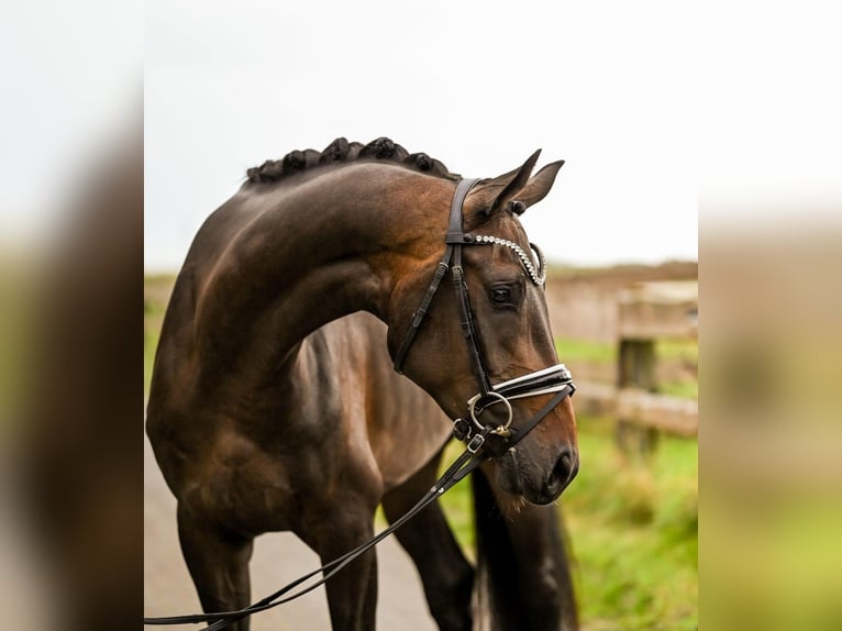 Hanoverian Mare 4 years 16,1 hh Bay-Dark in Goch