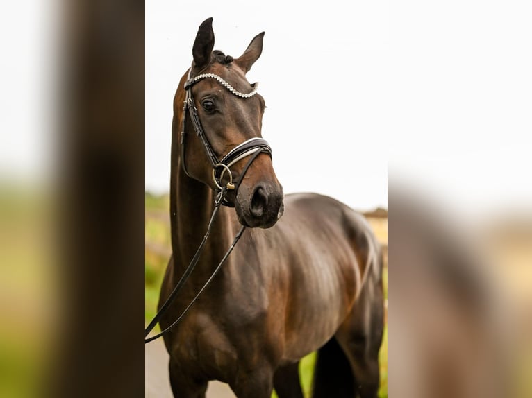 Hanoverian Mare 4 years 16,1 hh Bay-Dark in Goch