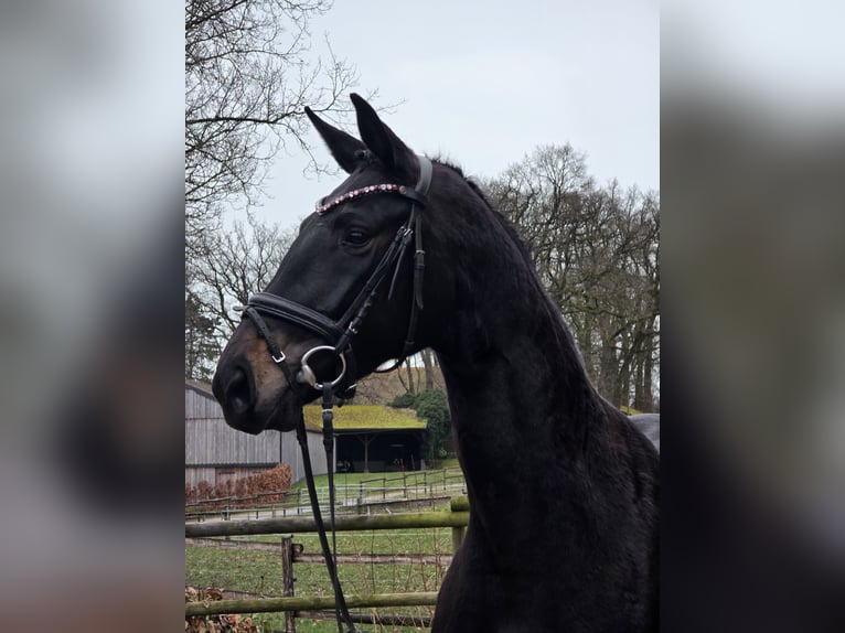 Hanoverian Mare 4 years 16,1 hh Bay-Dark in Kutenholz