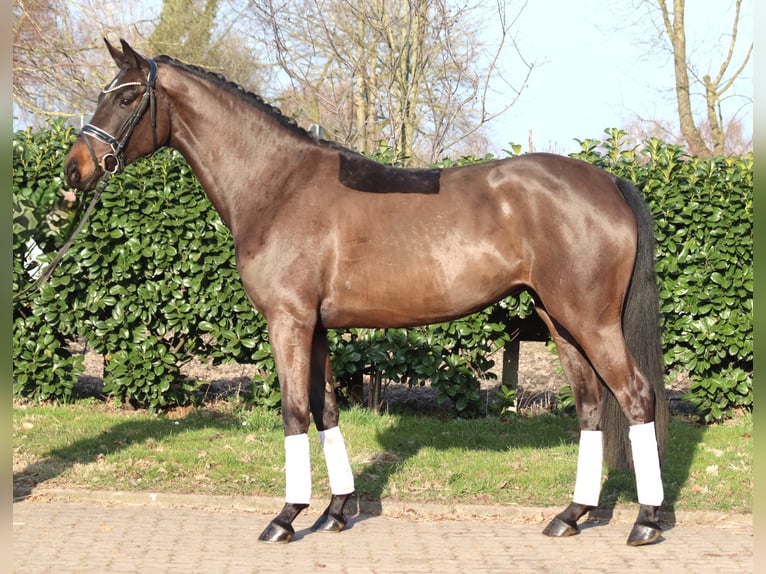 Hanoverian Mare 4 years 16,1 hh Bay-Dark in Selsingen