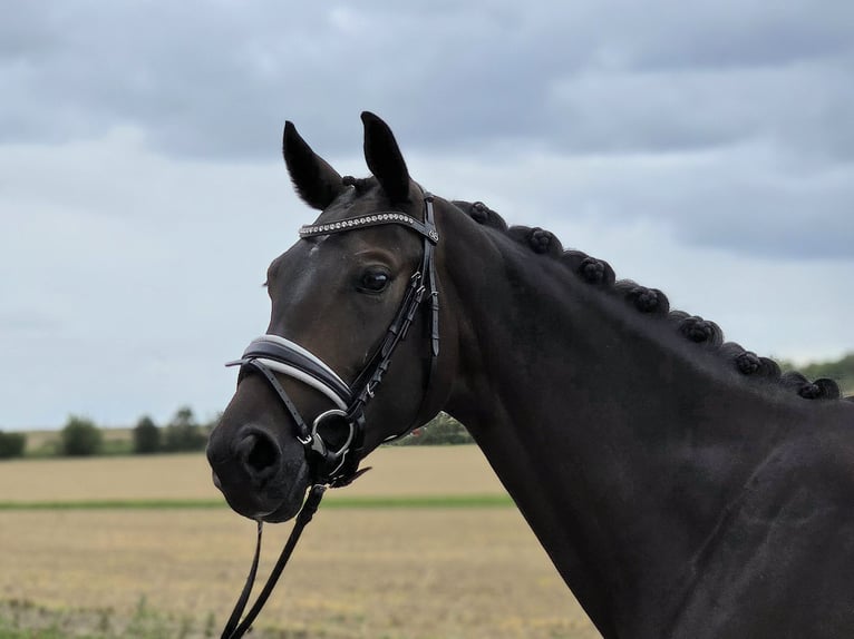 Hanoverian Mare 4 years 16,1 hh Bay-Dark in Cremlingen